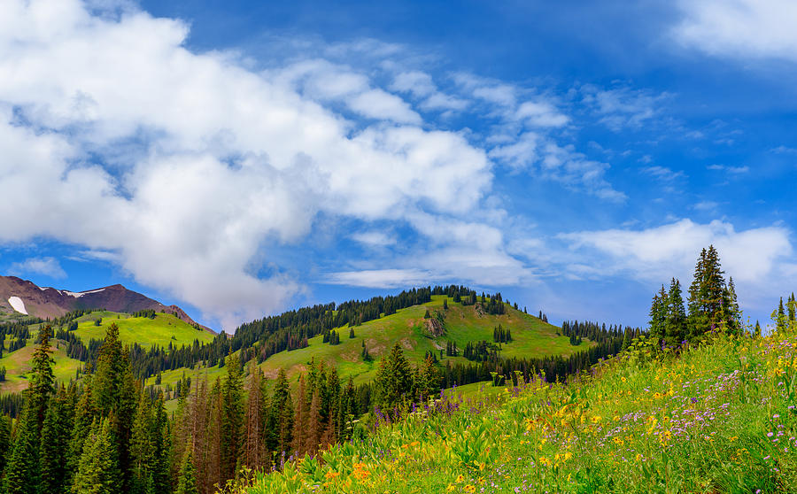 Blue Skies and Mountain Wildflowers Photograph by Tim Reaves