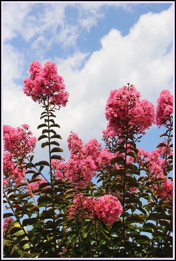 Blue Skies and Crepe Myrtle Blossoms Photograph by Dora Sofia Caputo