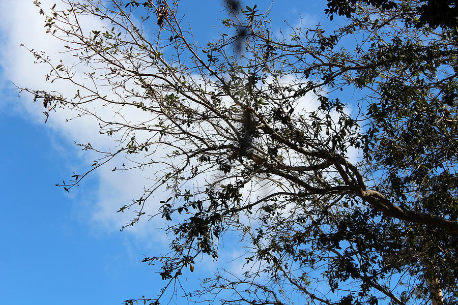 Blue Skies on High Photograph by Audrey Robillard