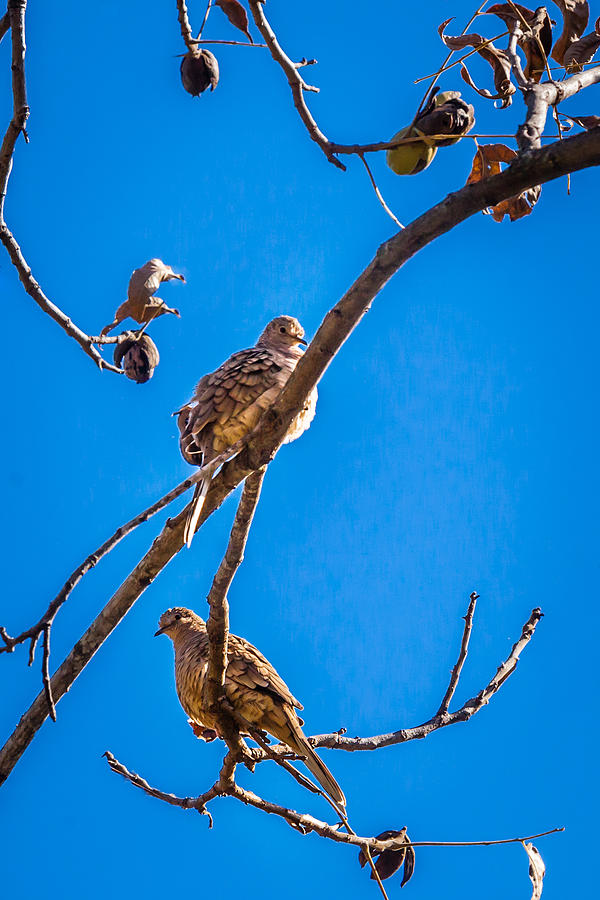 Blue Skies Pecans and Doves Photograph by Melinda Ledsome