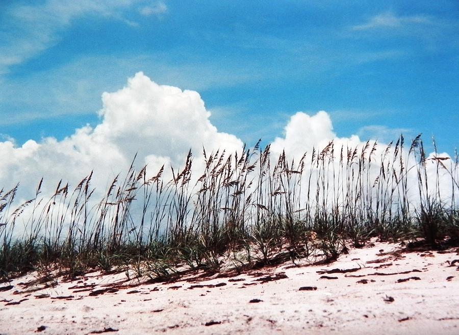 Blue Skies and Skyline of Sea Oats Photograph by Belinda Lee