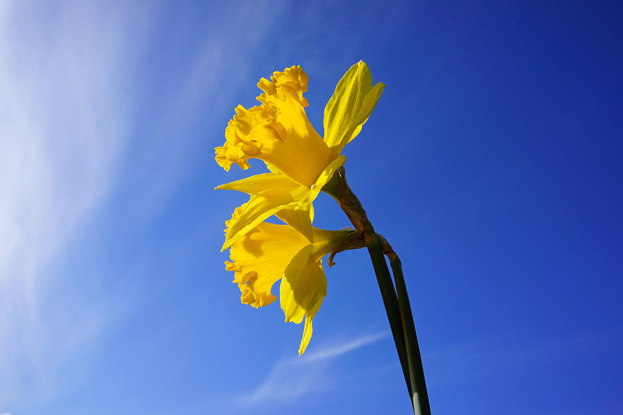 Spring Photograph - Blue Skies Spring Clouds Yellow Daffodils by Patti Baslee