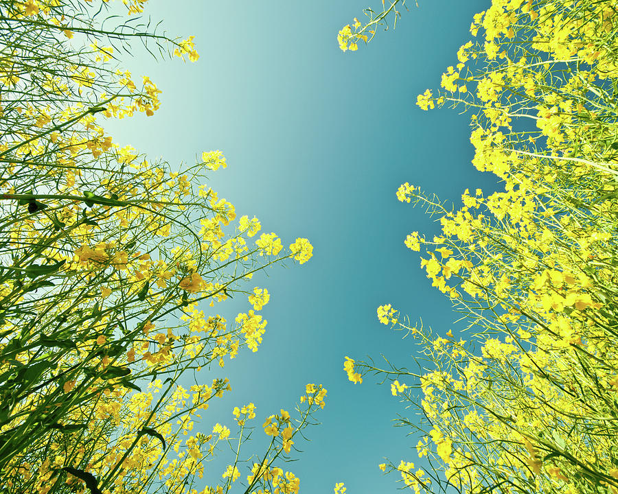 Blue Skies Through Yellow Rape Flowers Photograph by Image By Debbie Margetts - Ancora Imparo