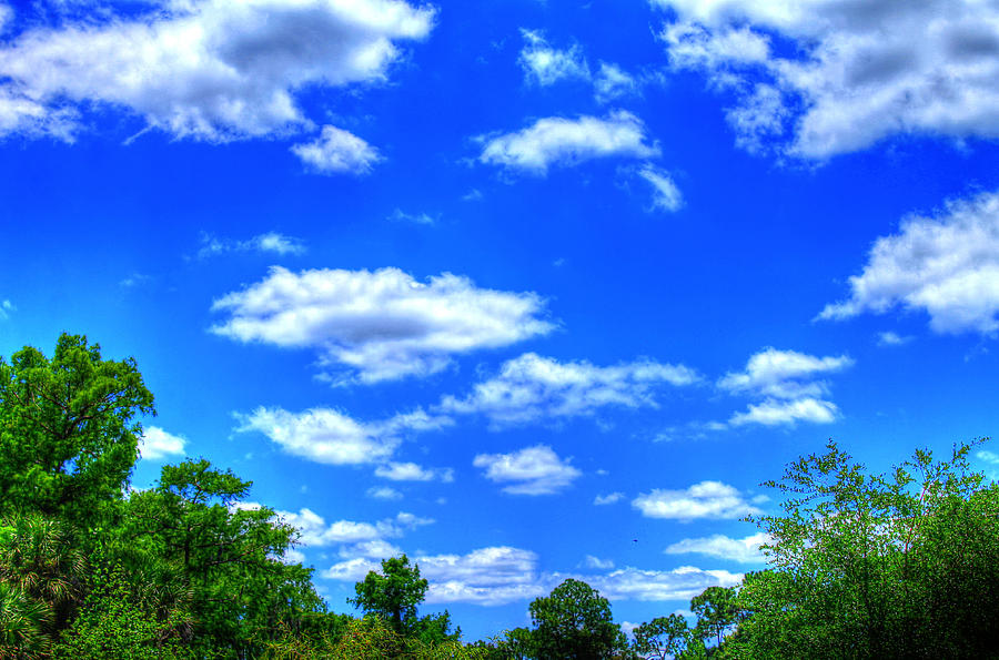 Tree Photograph - Blue skies by Vanessa Parent