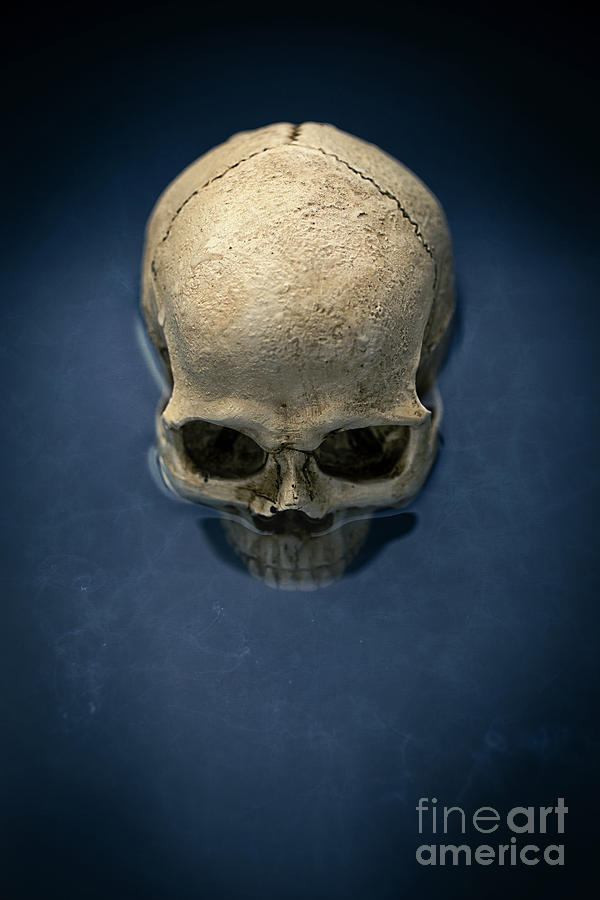 Halloween Photograph - Blue Skull by Edward Fielding