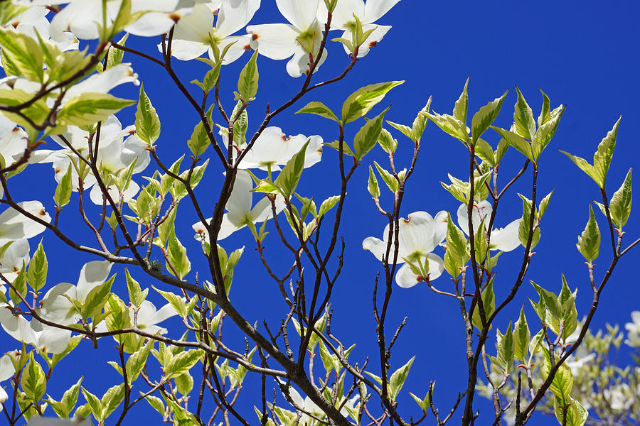 Blue Sky Art Prints White Dogwood Flowers Photograph