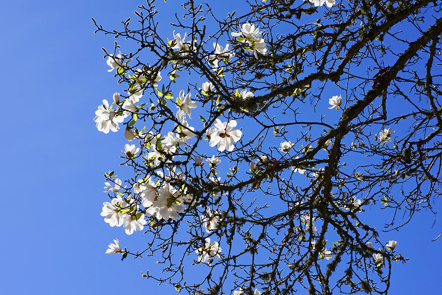 Magnolia Movie Photograph - Blue Sky Art Spring White Magnolia Flowers by Patti Baslee