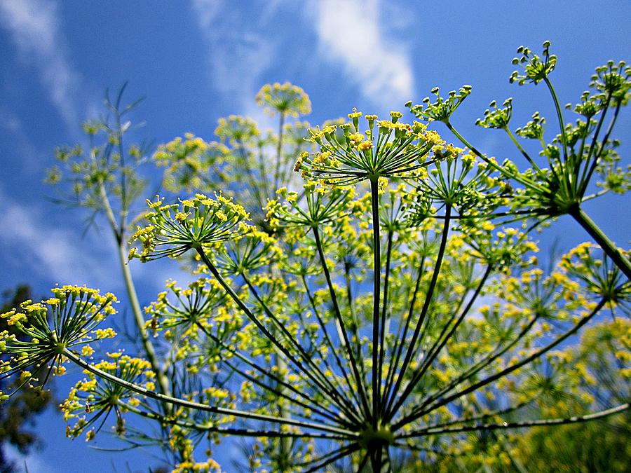 Blue Sky Dill Flowers Photograph by MTBobbins Photography