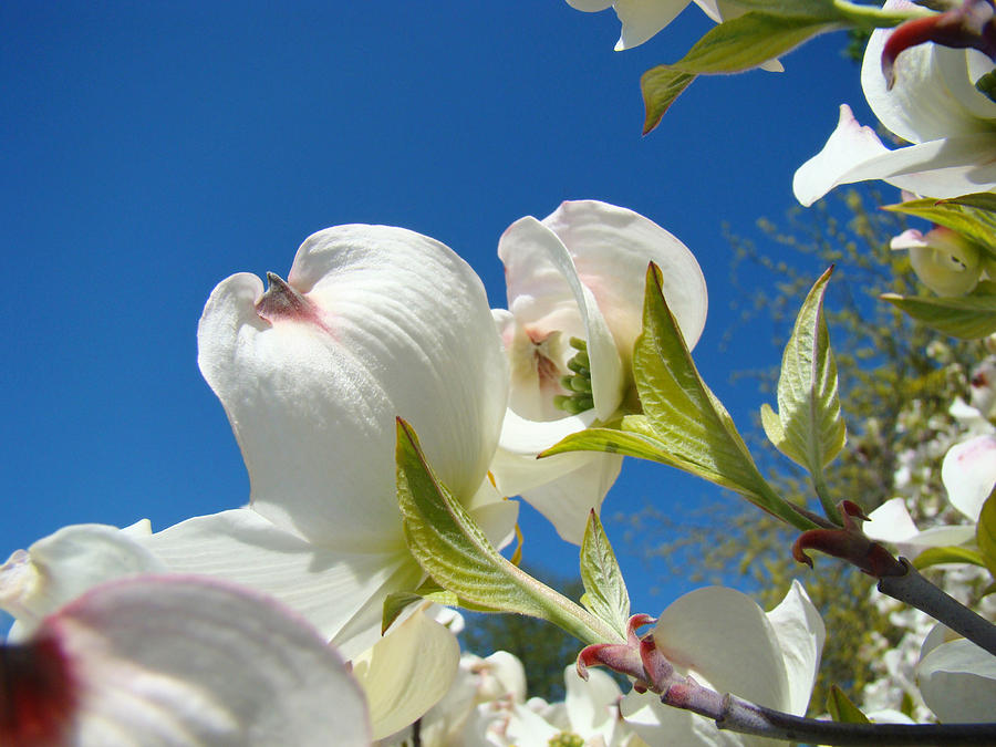 Flower Photograph - Blue Sky Floral art prints White Dogwood Flowers by Patti Baslee