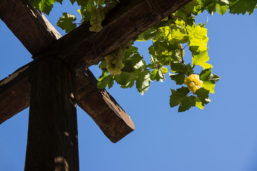 Blue Sky Grape Harvest - Thinking of Fine Wine Photograph by Georgia Mizuleva