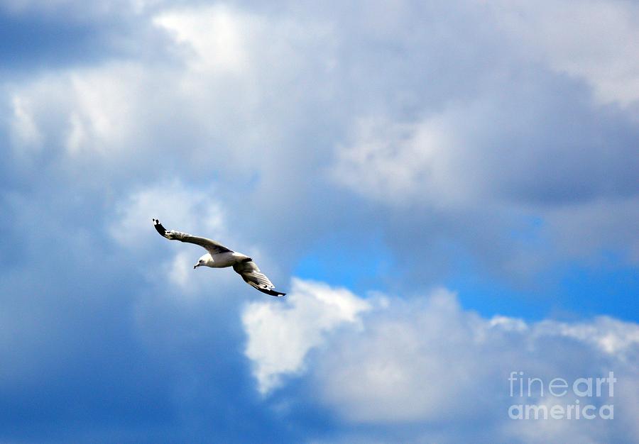 Blue Sky Gull Photograph by Lynellen Nielsen