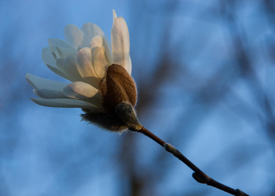 Blue Sky Magnolia Blossom - Dreaming of Spring Photograph by Georgia Mizuleva