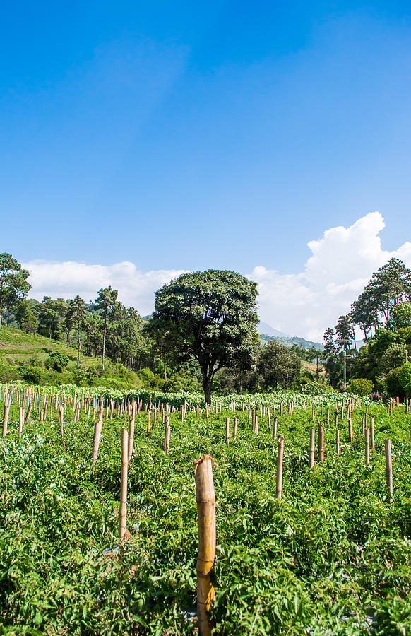 Coffee Photograph - Blue Sky Over Guatemala by Parker Cunningham