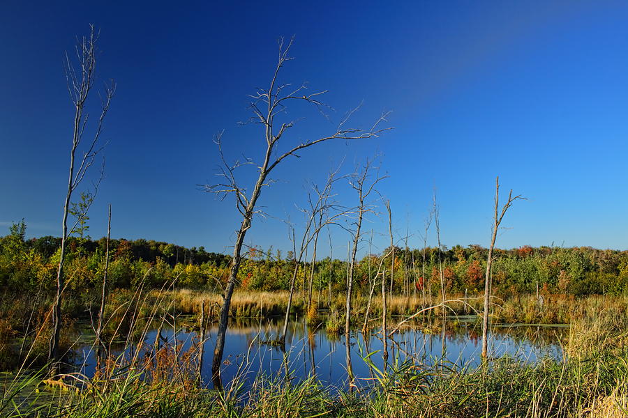 Blue Sky Pond Photograph by Dale Kauzlaric
