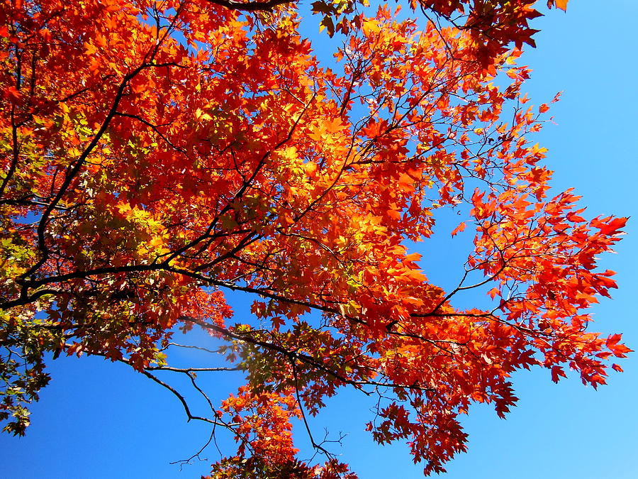 Blue Sky Red Leaves Photograph by Virginia Forbes - Fine Art America