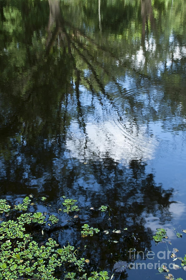 Summer Photograph - Blue Sky reflection on water selective focus by Rudra Narayan  Mitra