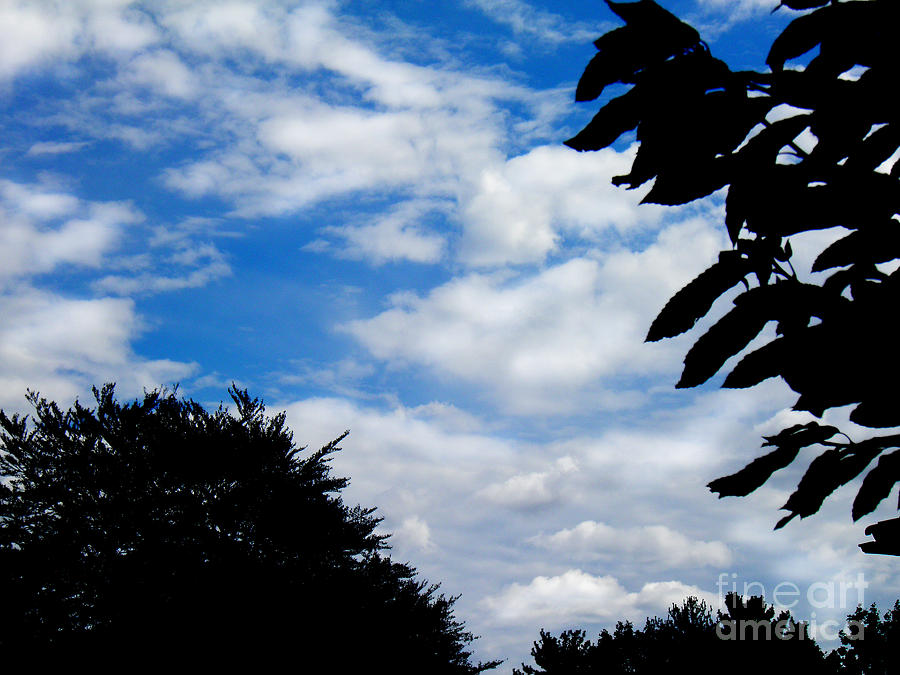 Tree Photograph - Blue Sky by Simonne Mina