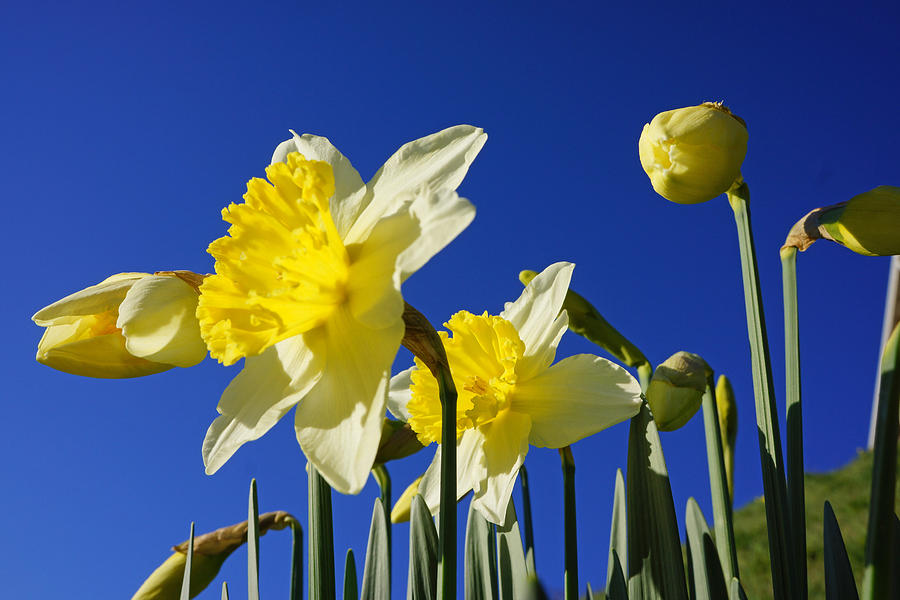 Blue Sky Spring Bright Daffodils Flowers Photograph by ...