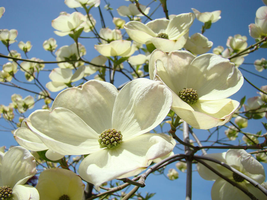 Blue Sky Spring White Dogwood Flowers Art Prints Photograph