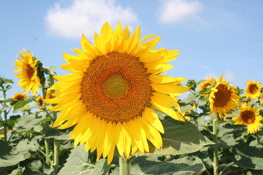 Blue Sky Sunflowers Photograph by Cary Amos - Fine Art America