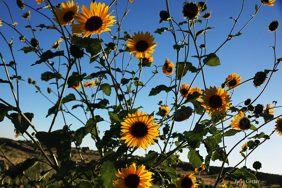 Blue Sky Sunflowers Photograph By Julie Carter Fine Art America 9532