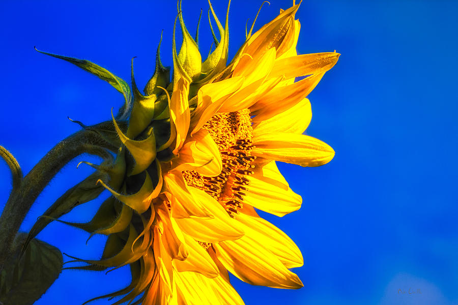 Blue Sky Sunshine Sunflower Photograph by Bob Orsillo