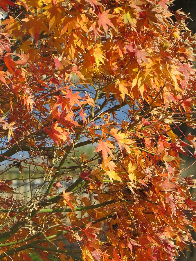 Blue Sky Through Autumn Leaves Photograph by De Ann Troen | Fine Art ...