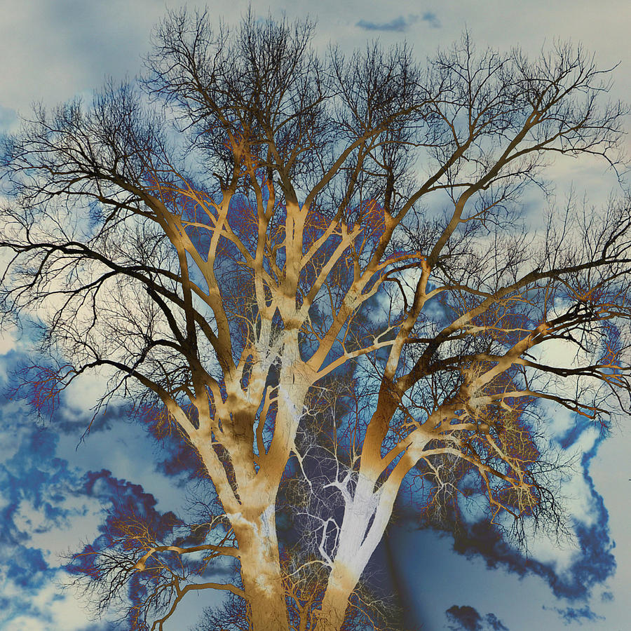 Blue Sky Tree Photograph by Marty Koch