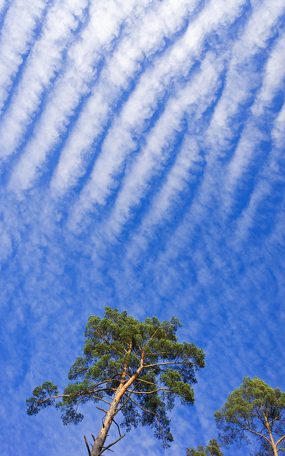 Blue sky white clouds green trees Photograph by Matthias Hauser