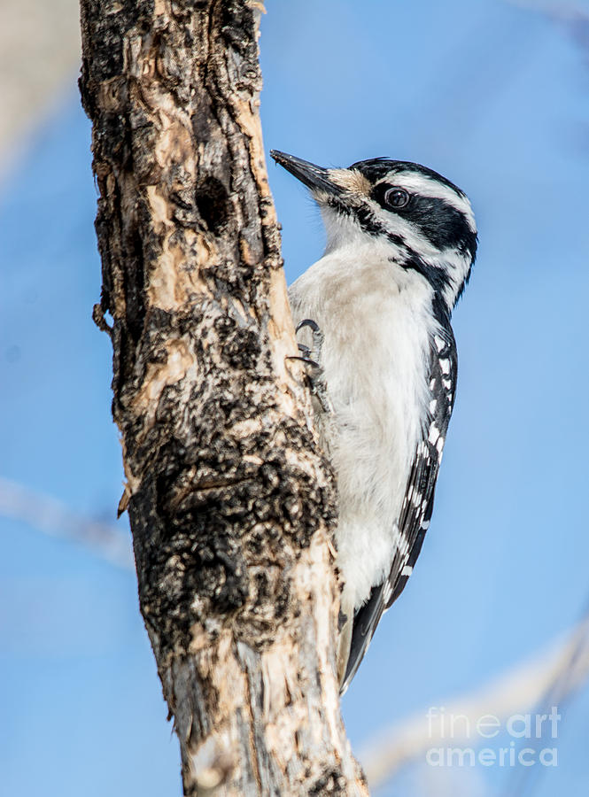 Blue Sky Woodpecker Photograph by Cheryl Baxter