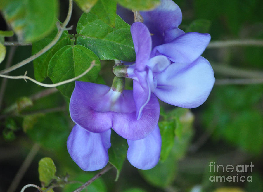 Flower Photograph - Blue Snail Vine Twins by Jay Milo