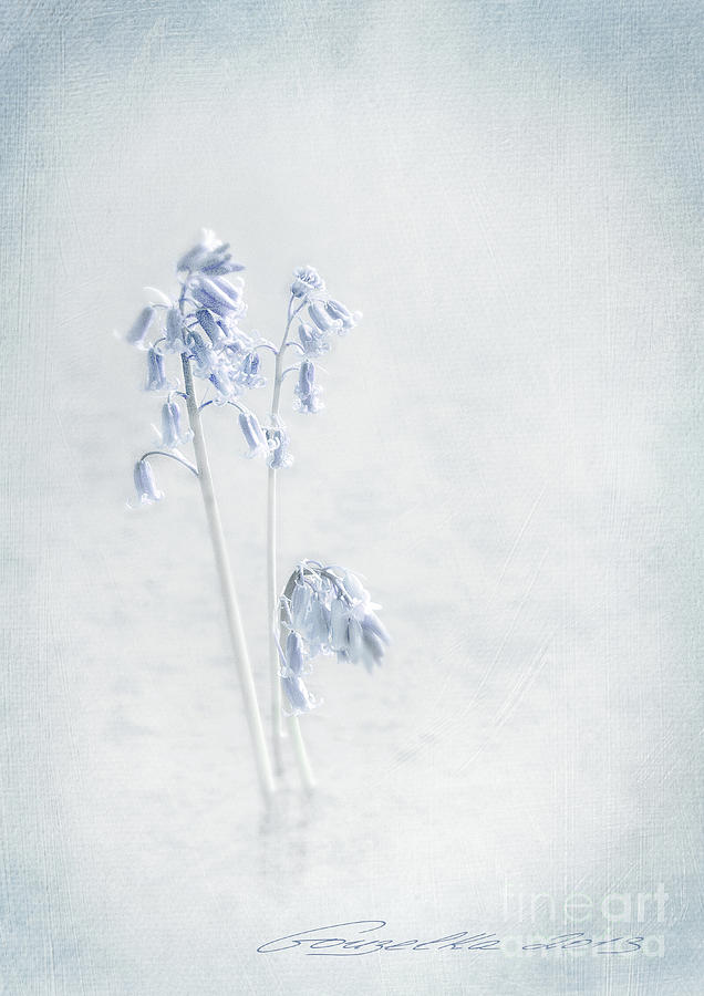 Blue Softness Photograph by Gouzel -