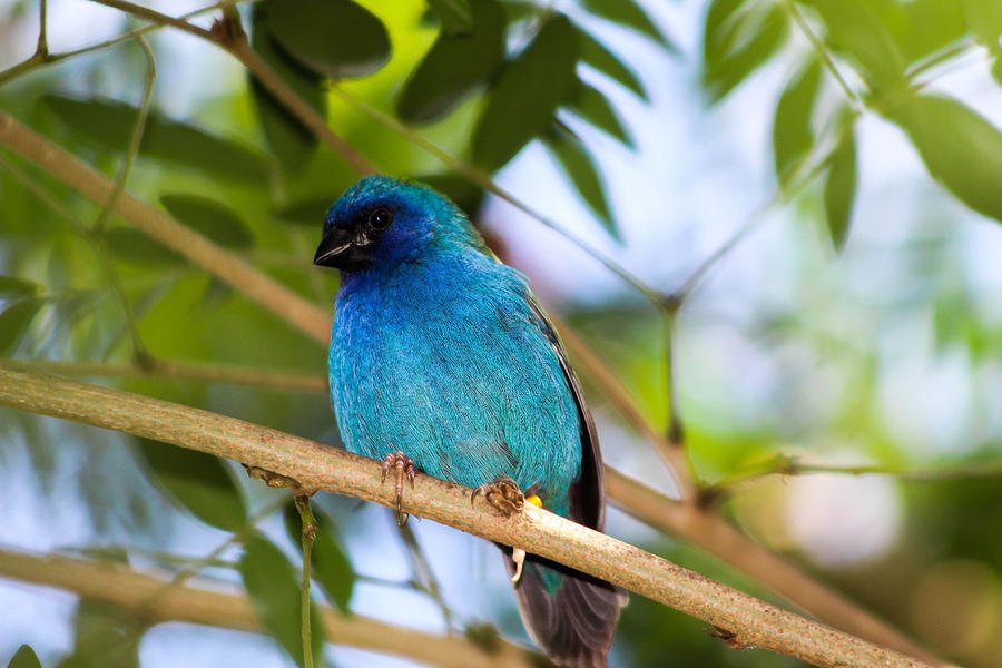 Blue Songbird Photograph by George Kenhan | Pixels