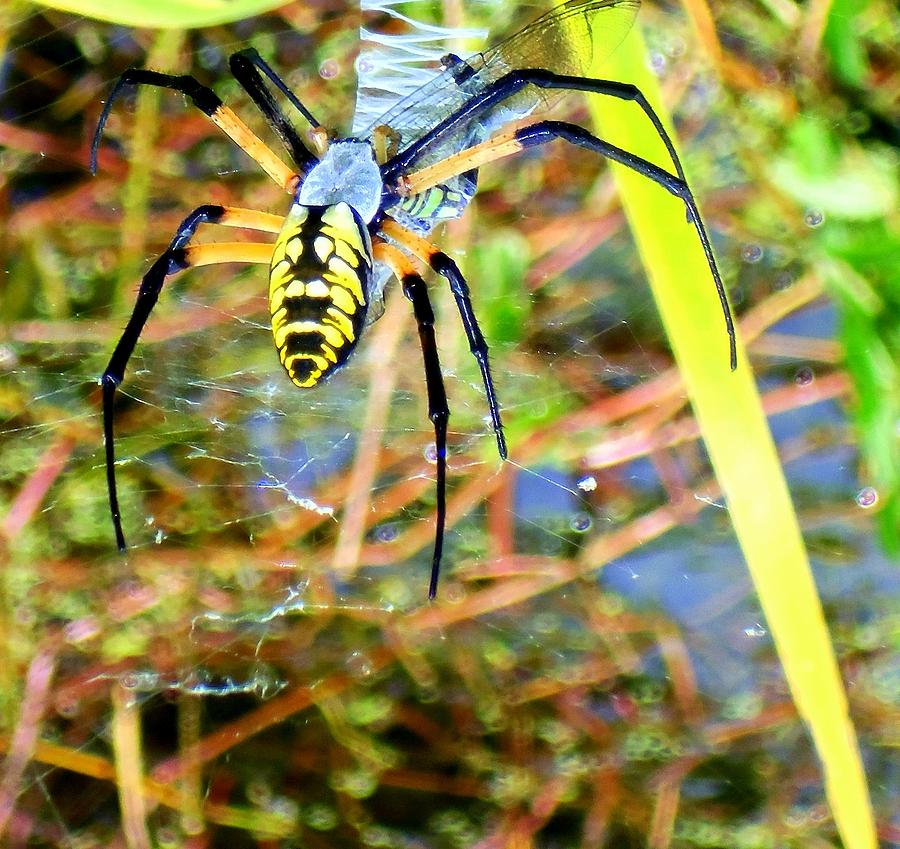 Blue Spider Photograph by Ron Kandt