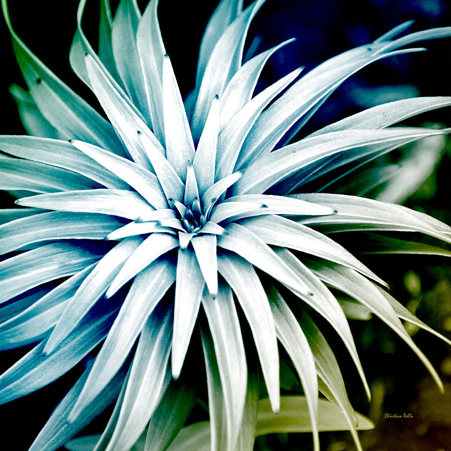 Abstract Photograph - Blue Spiral Plant Abstract by Christina Rollo
