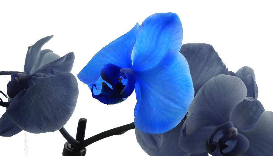 Blue Splash Phalaenopsis Orchid Photograph by Bill Swartwout