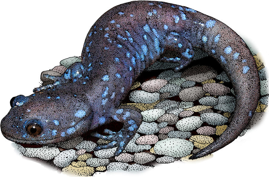 Blue-spotted Salamander, Illustration Photograph by Roger Hall