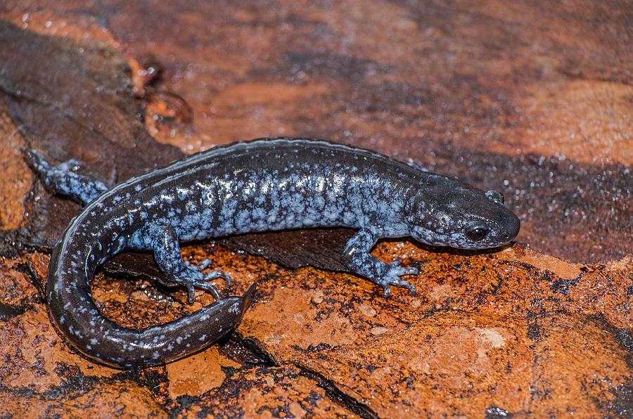 Blue Spotted Salamander Photograph by Jim Zablotny