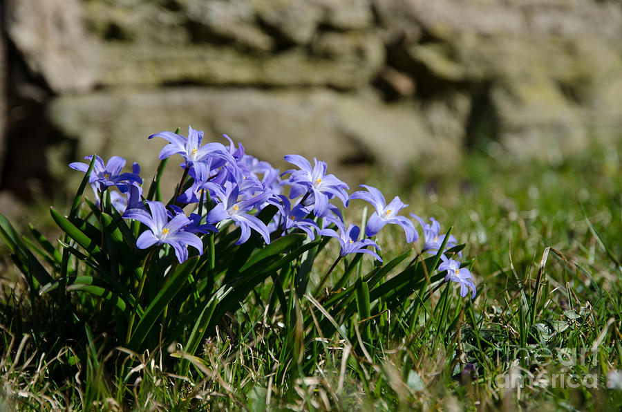 Blue Spring Flowers Group Photograph