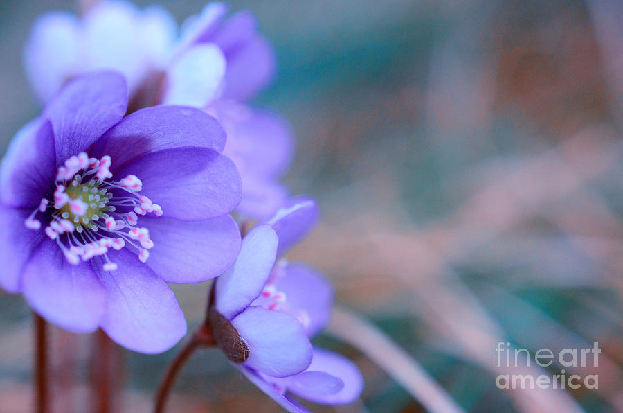 Spring Photograph - Blue Springtime Flowers by Sabine Jacobs