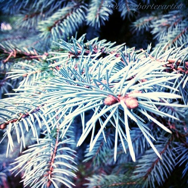 Tree Photograph - Blue Spruce Branches by Anna Porter