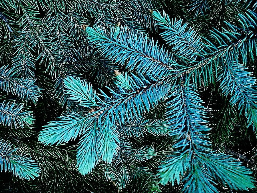 Blue Spruce Photograph by Daniel Thompson