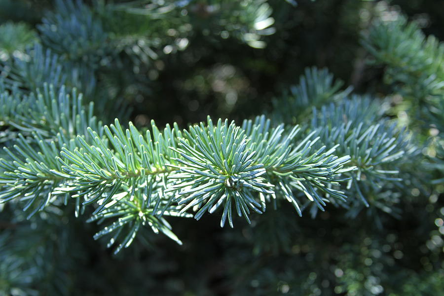 Blue Spruce Head On Photograph by Michael Gourley | Fine Art America