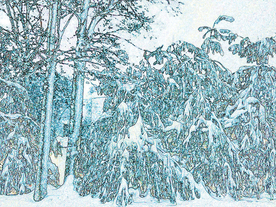 Blue Spruce Digital Art by Lynellen Nielsen