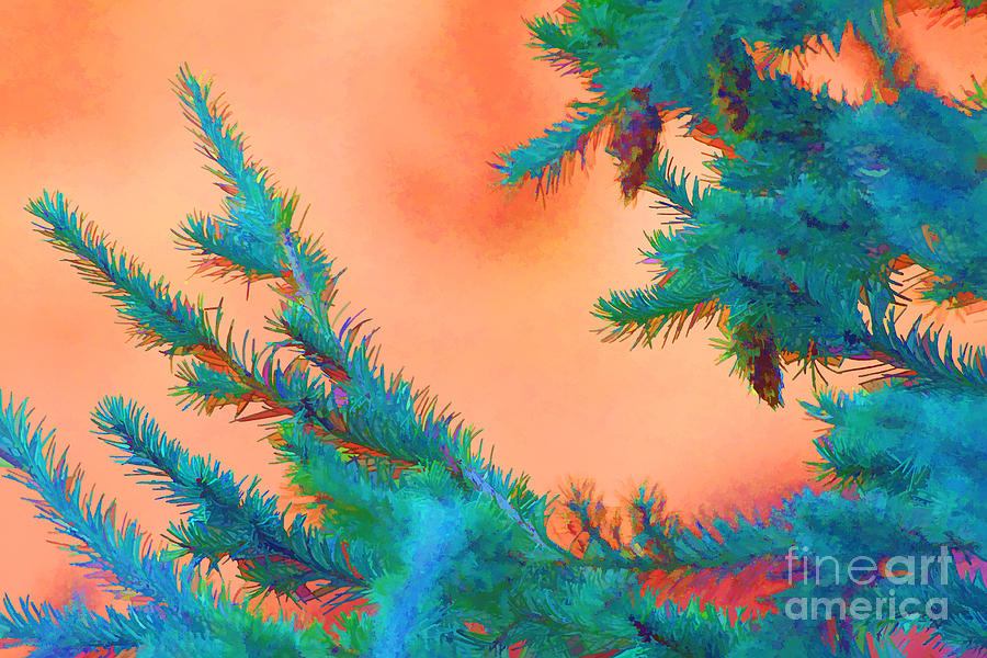 Tree Photograph - Blue Spruce Orange Sky by Audreen Gieger