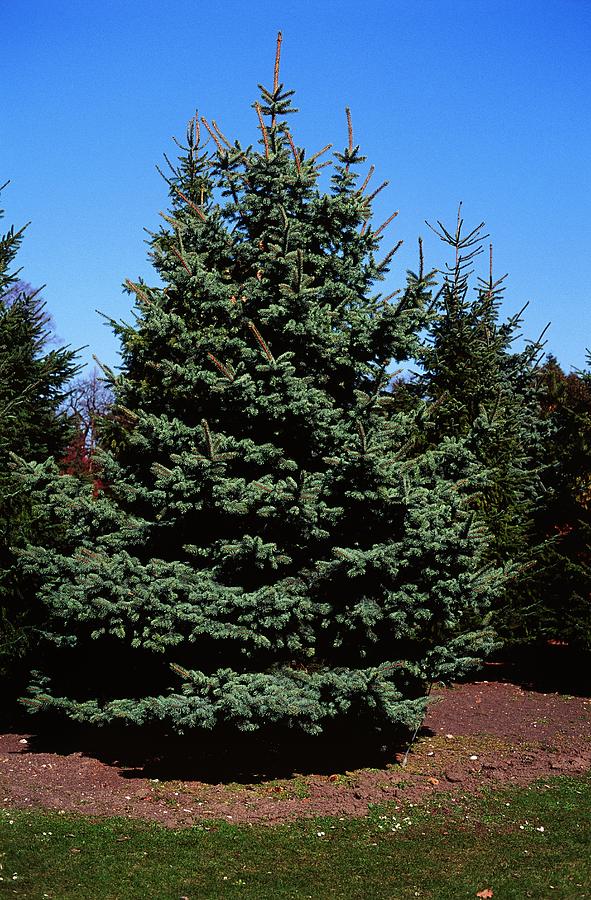 Blue Spruce Trees Photograph by Dan Sams/science Photo Library