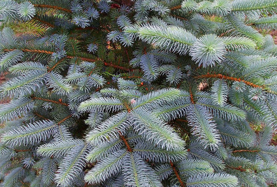 Blue Spruce Upclose Photograph by Duane McCullough - Fine Art America