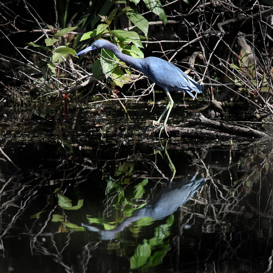Blue Stalker Photograph by Joseph G Holland