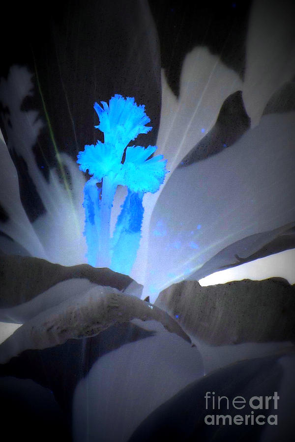 Abstract Photograph - Blue stamens by Frank Townsley