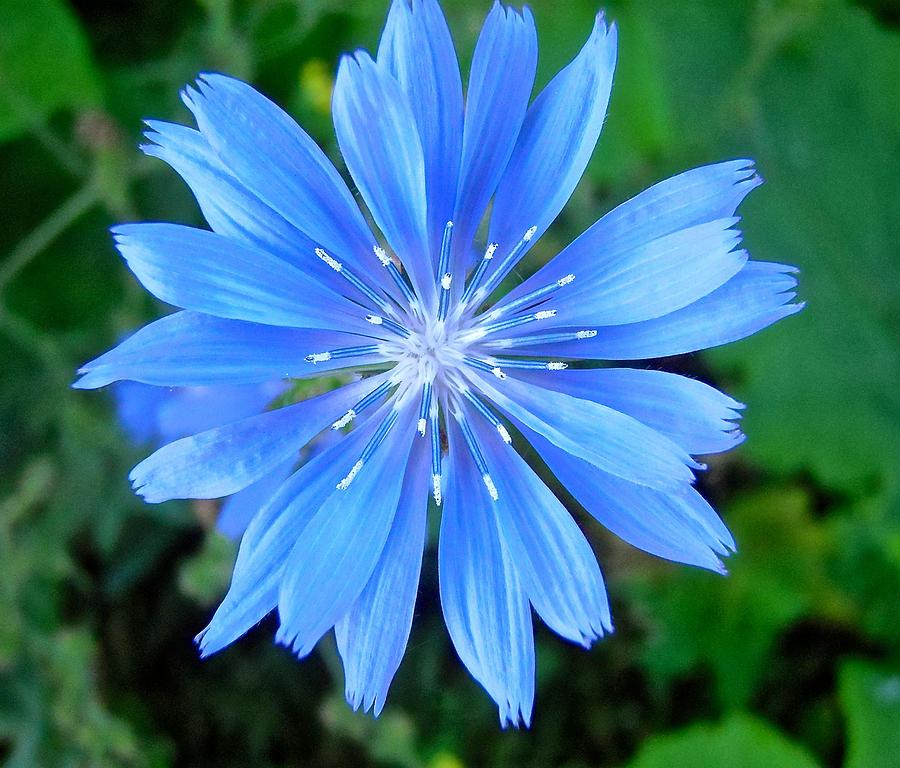 Blue Star Photograph by Stephanie Moore